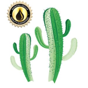 Cactus - 10ml